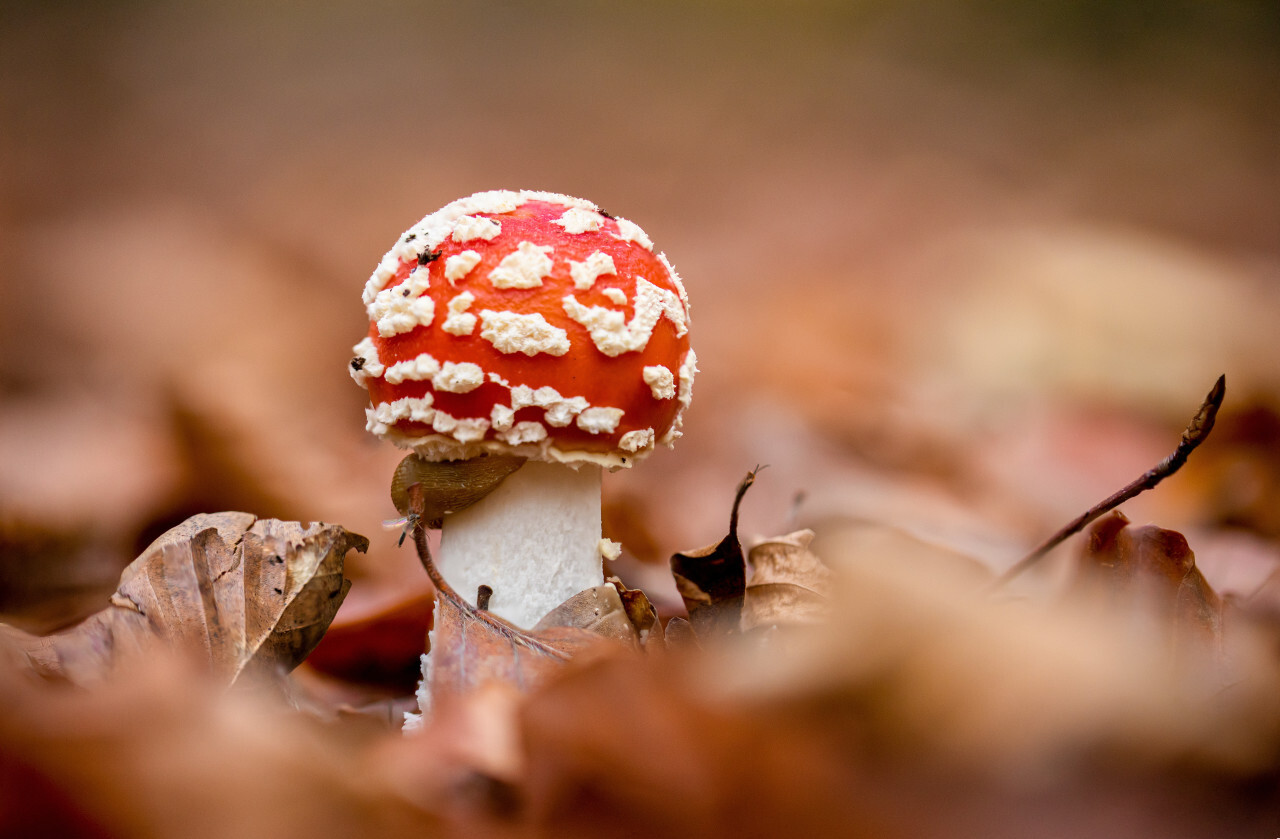 fly agaric or fly amanita close-up