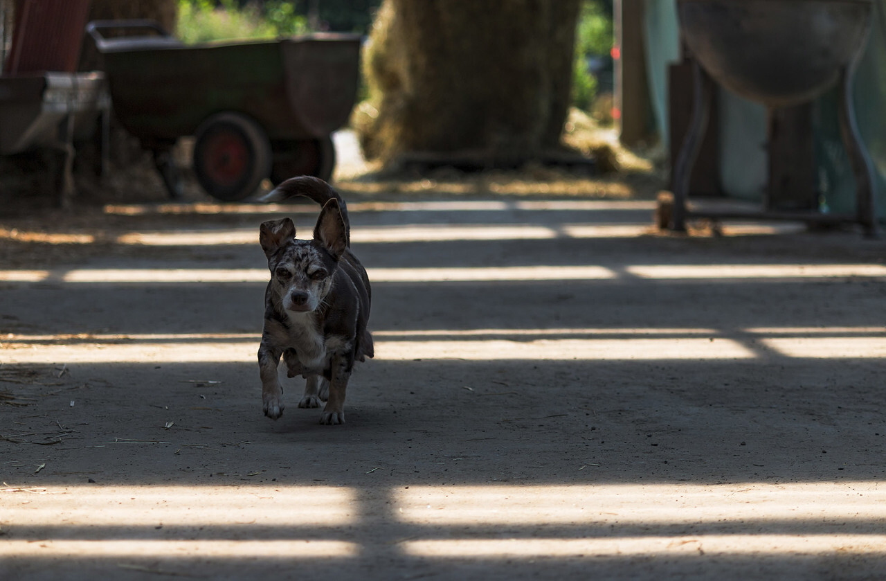 Cute little Dog mother walking over the farm