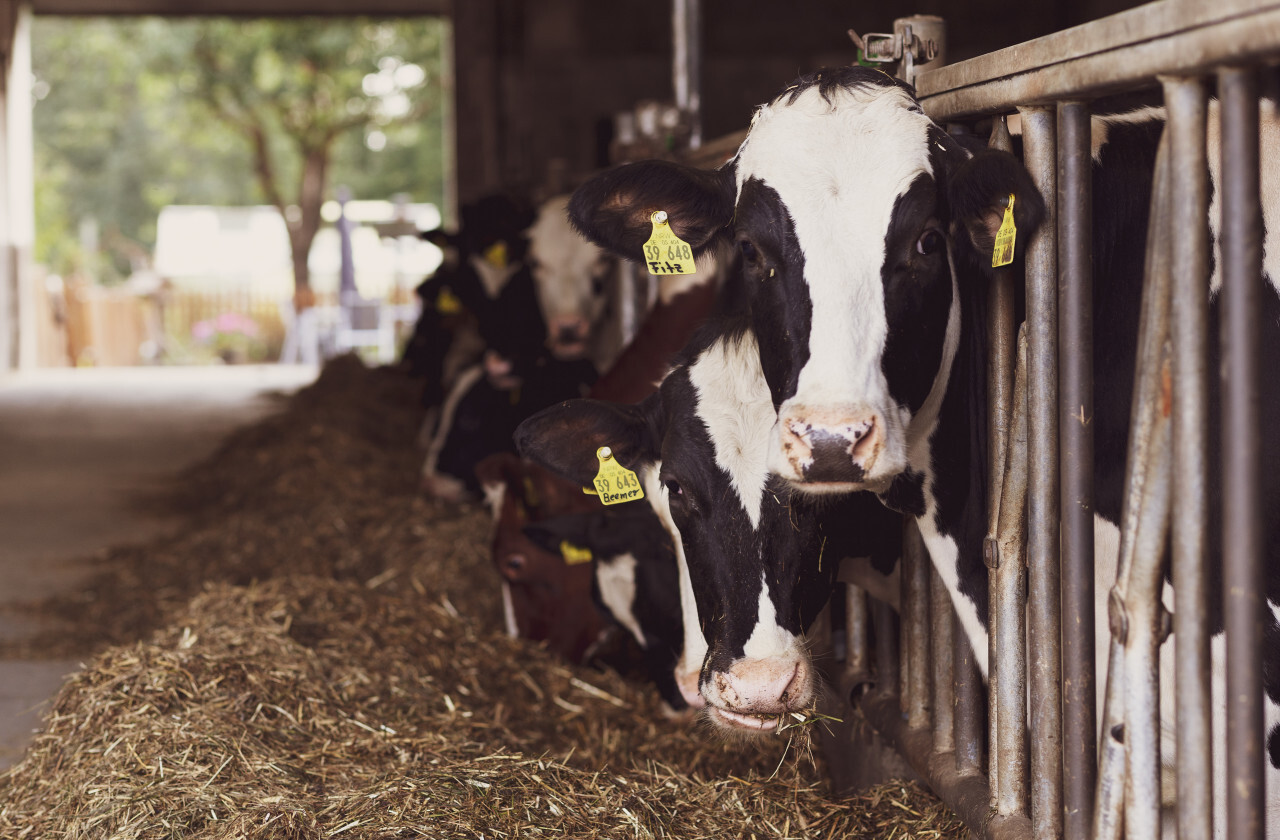 cows in the stable