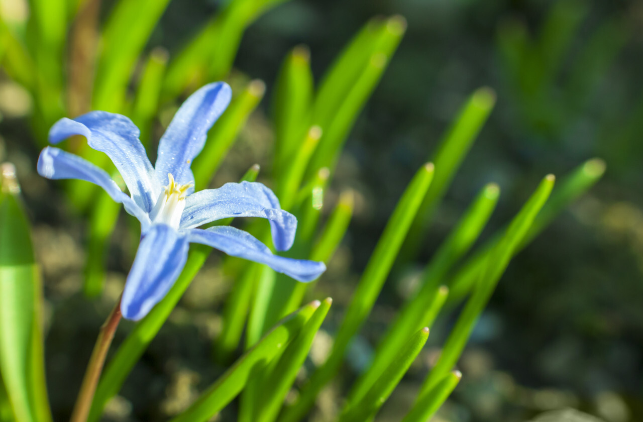 close up of blue lily flower