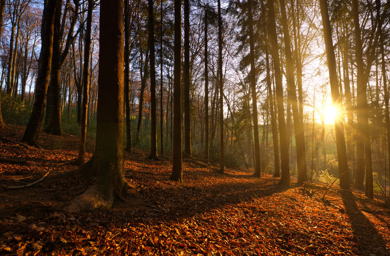 autumn panorama of a sunny forest