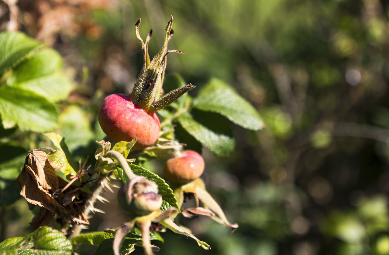 red ripe rosehip