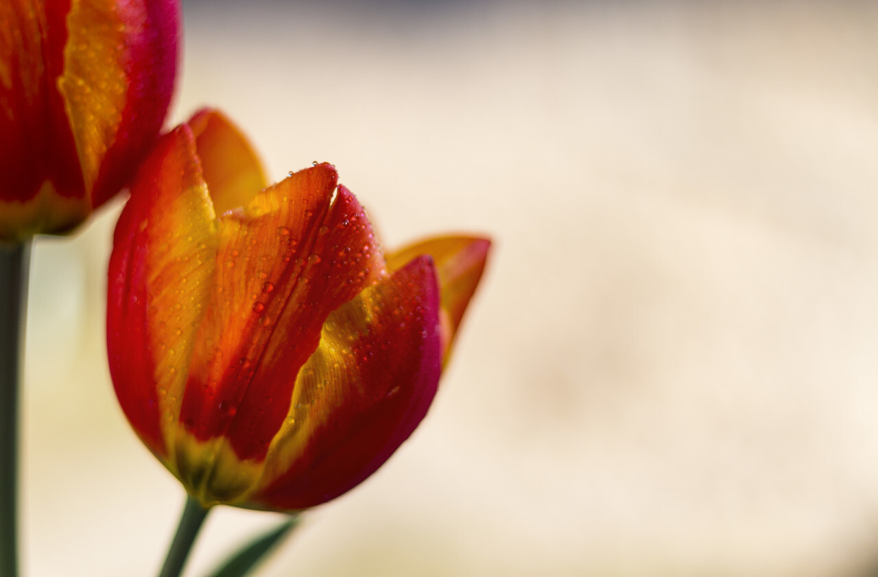 red orange tulips with pretty bokeh