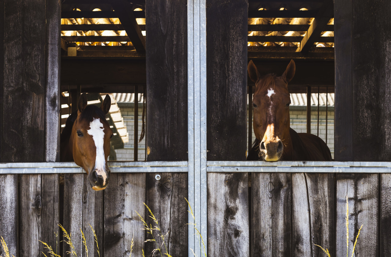 Two horses in their stable