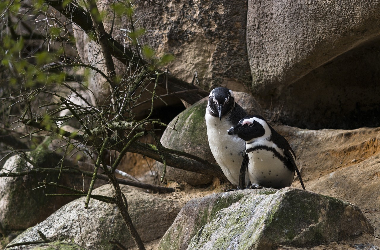 a penguin couple on a rock