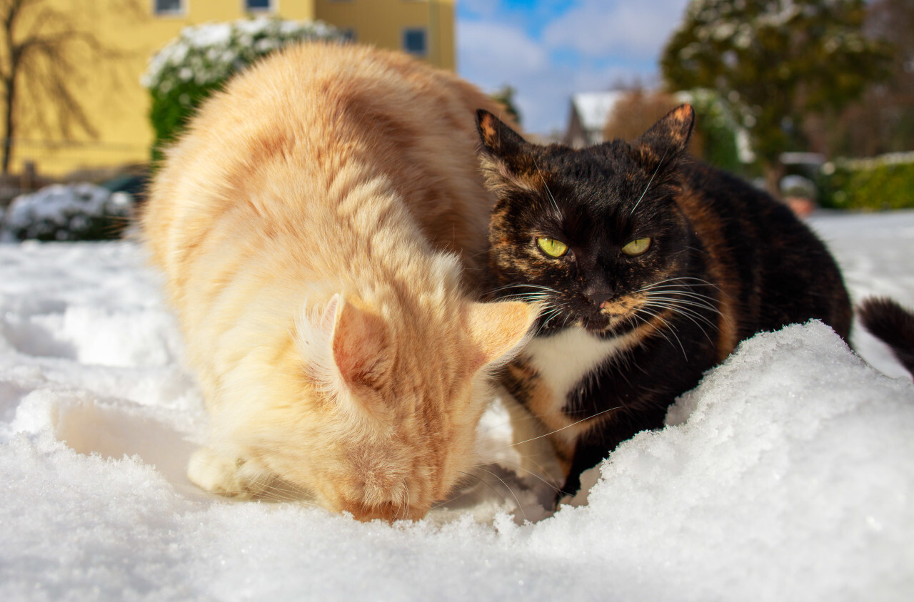 Two cats sitting in the snow