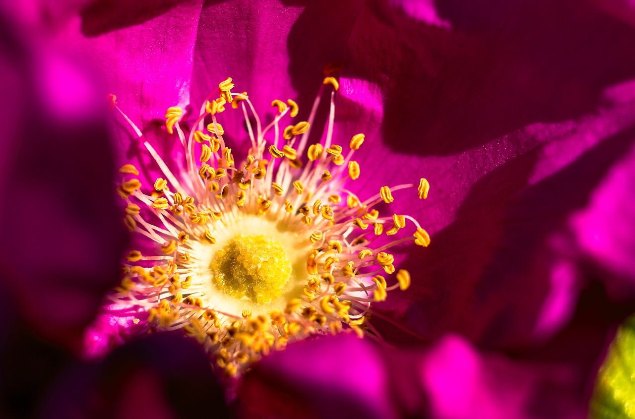 Flowers of rosehip. Wild rose. Brier, botany