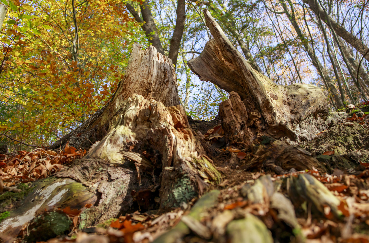 Dead tree in the autumn forest