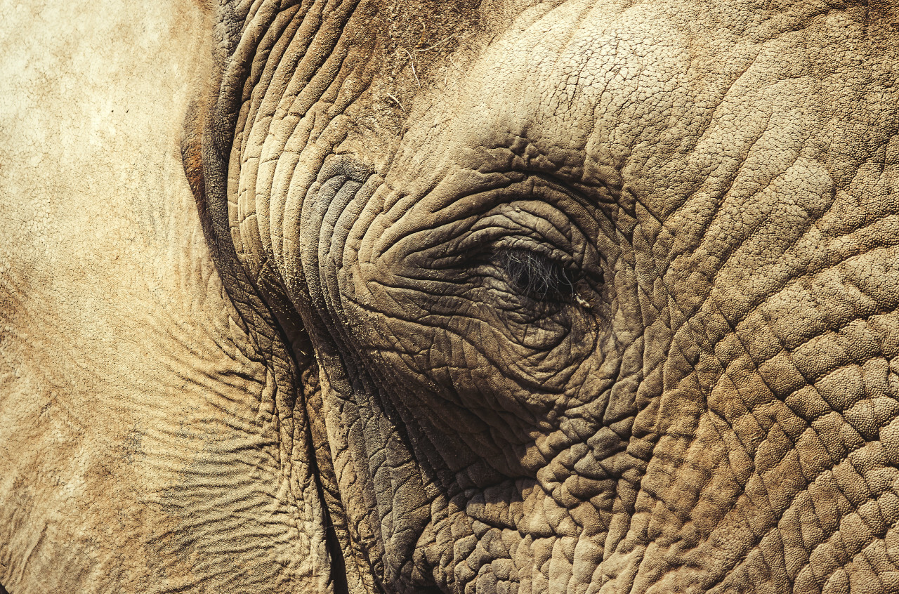 elephant head close up