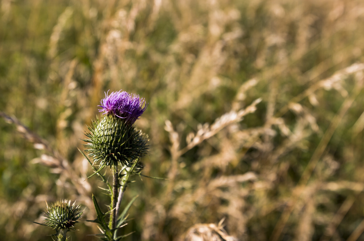 thistle flowering