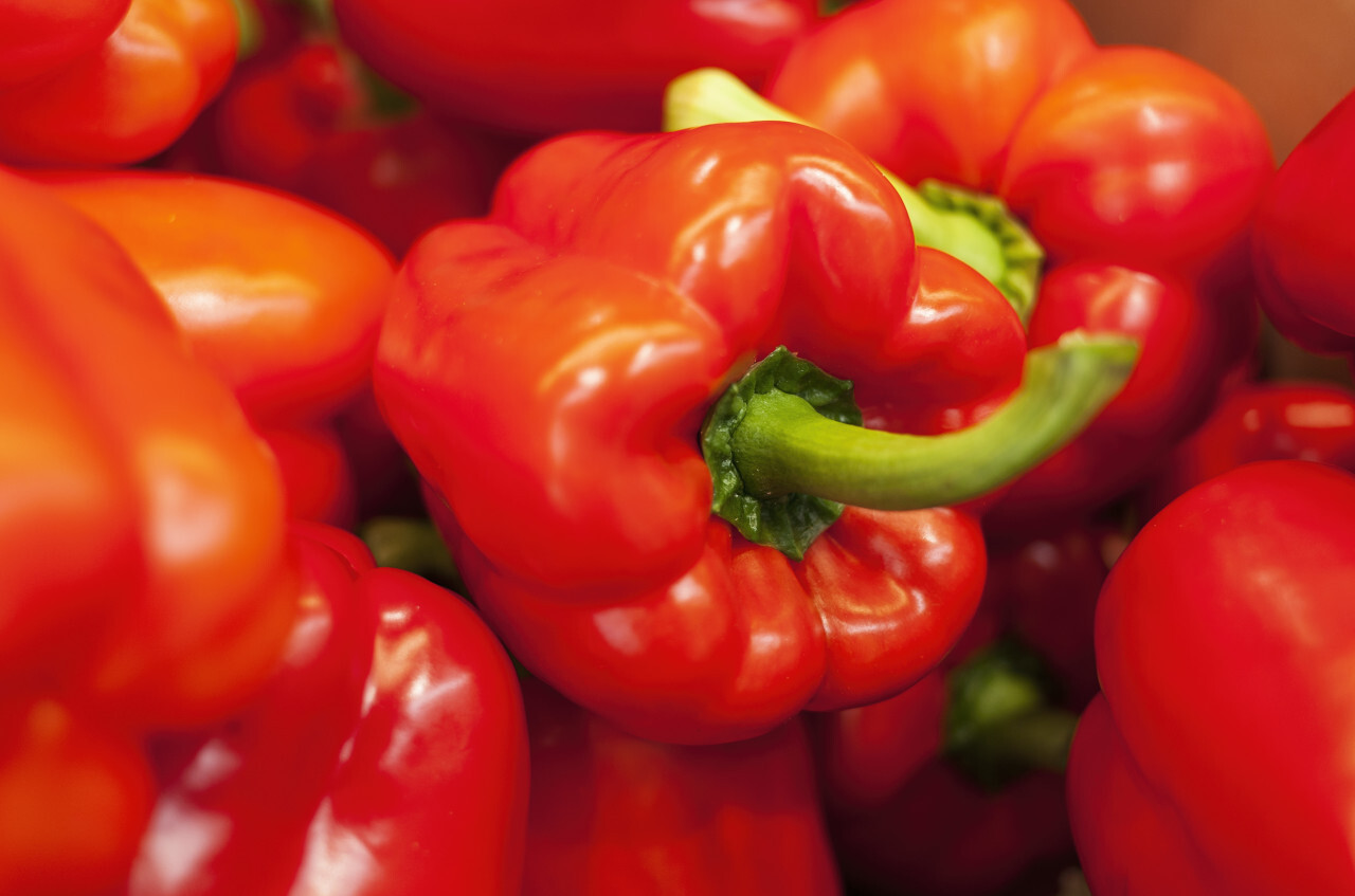 red ripe sweet pepper background