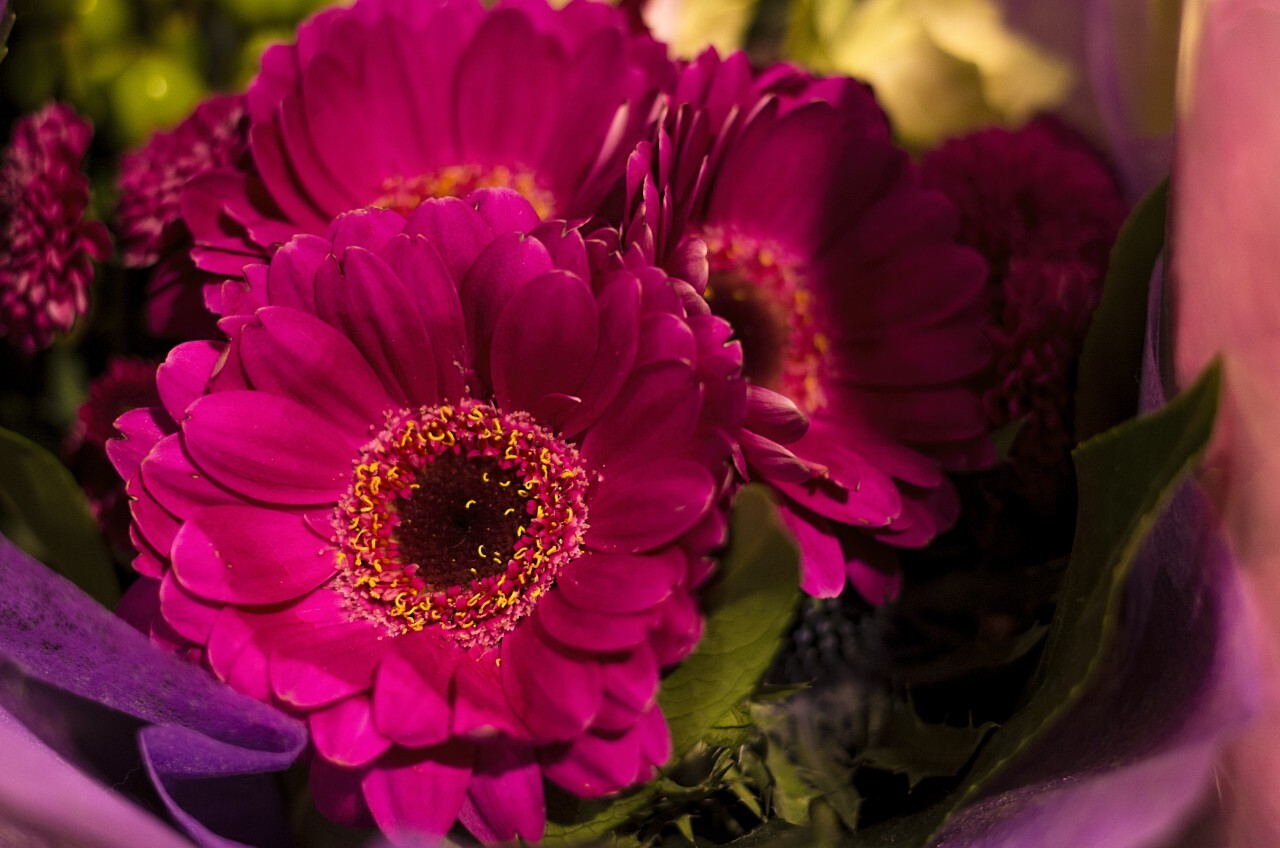 beautiful violet flowers