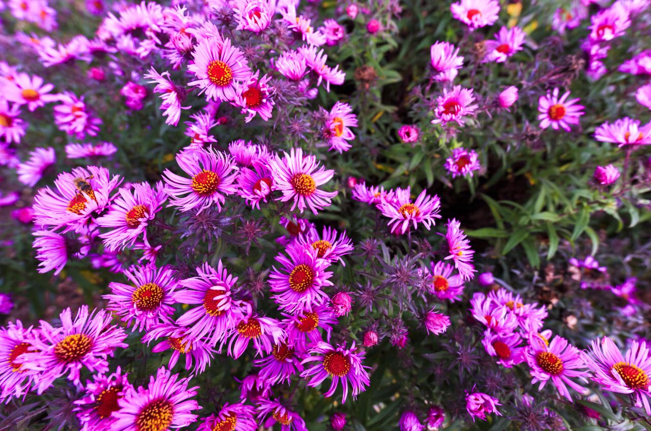 Purple Aster Flowers