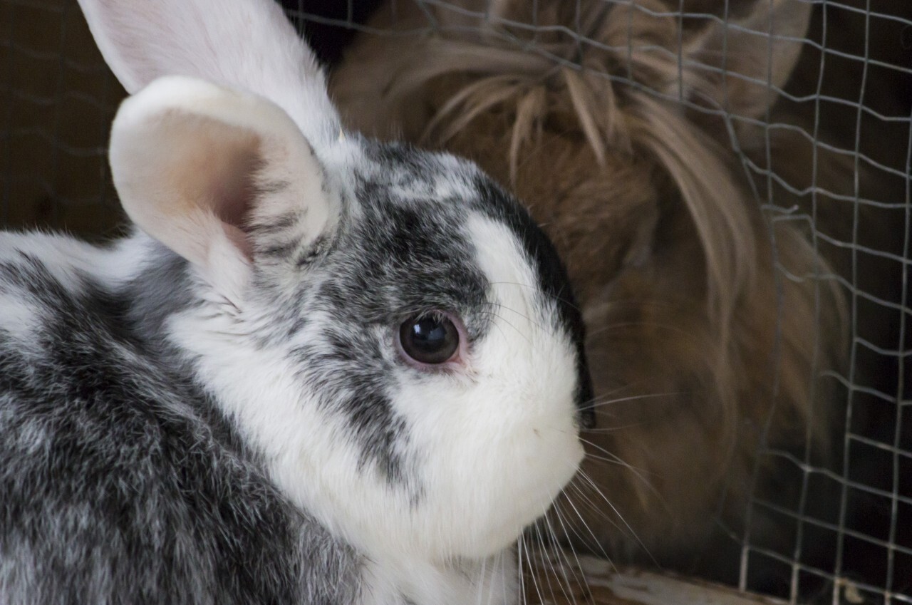 rabbit in front of the stable