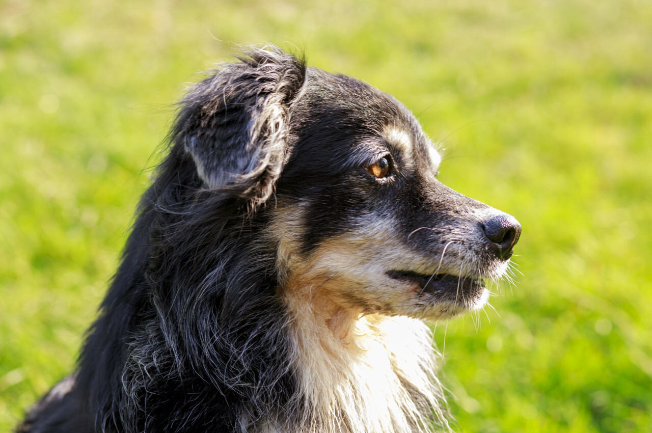 A mixed breed dog enjoying nature