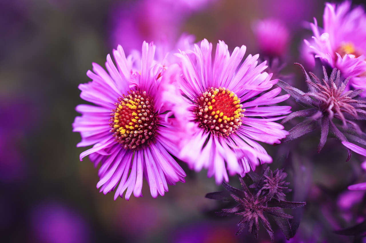 Aster Autumn Flowers