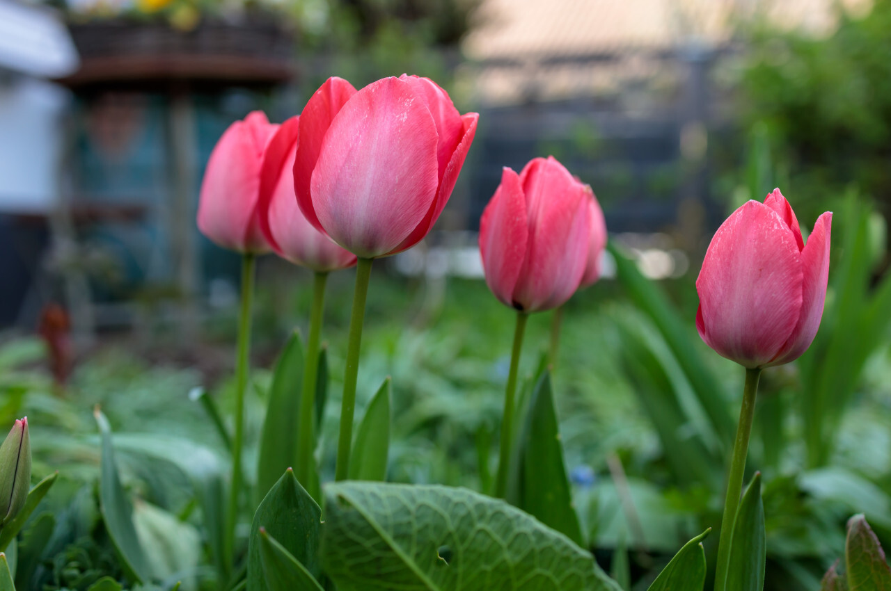 Pink tulips in the garden