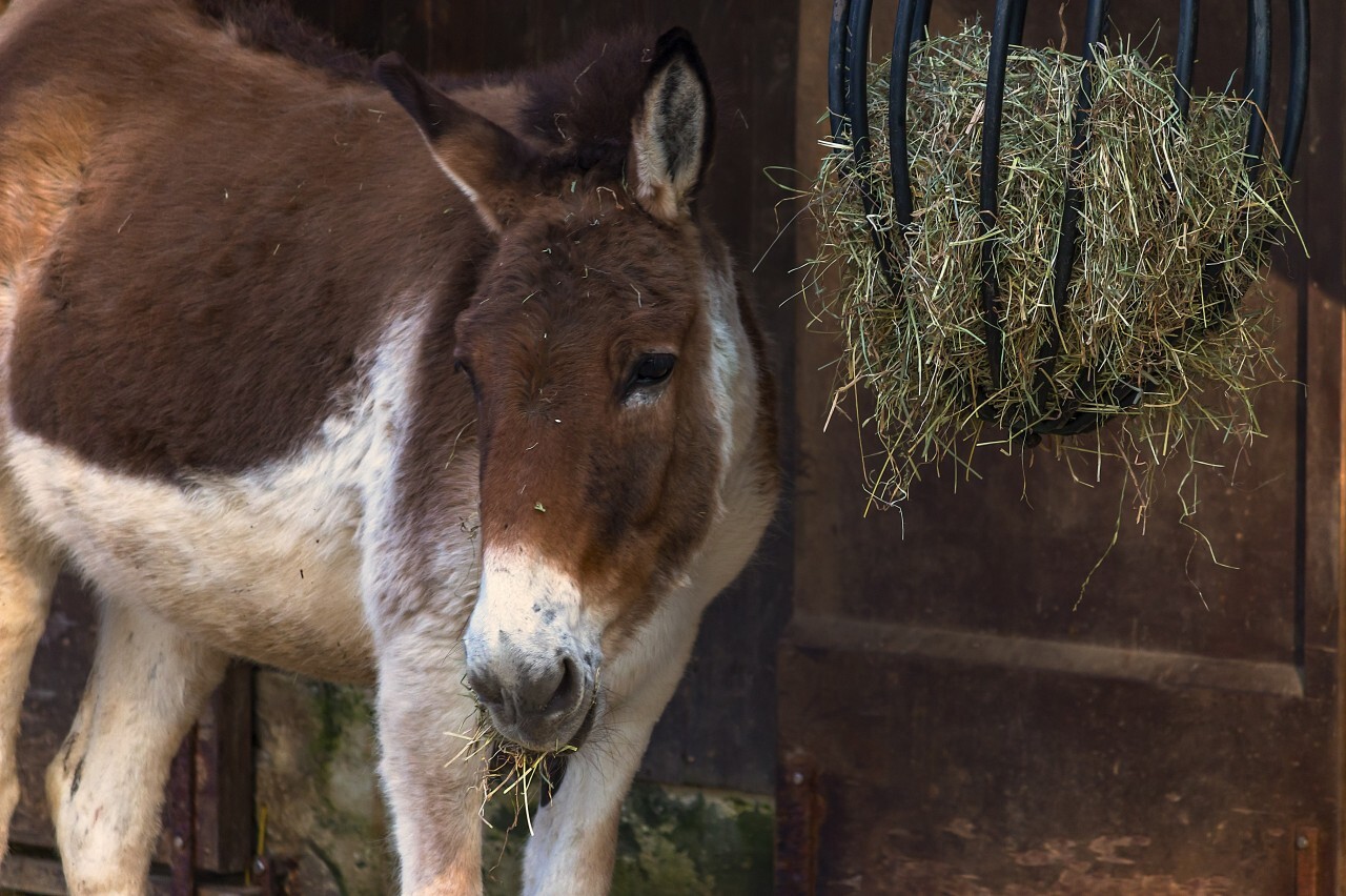 Cute donkeys fluffy head