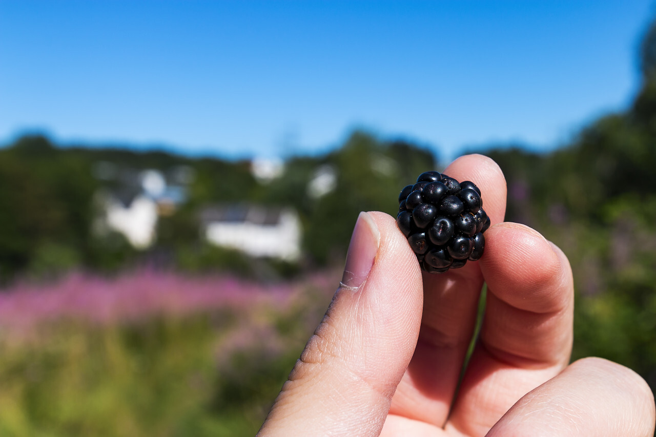 freshly picked blackberry in hand