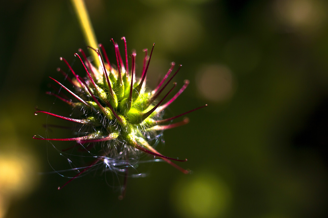 plant bud macro shot