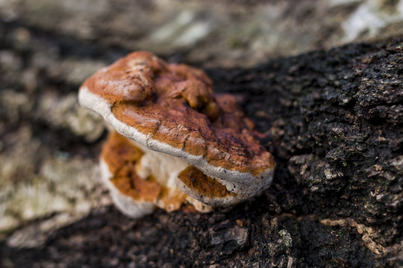 Beefsteak fungus on the forest