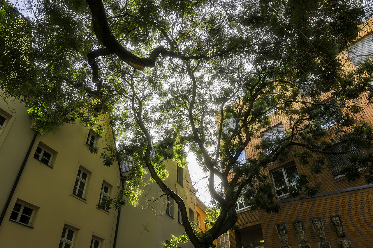 trees in the courtyard