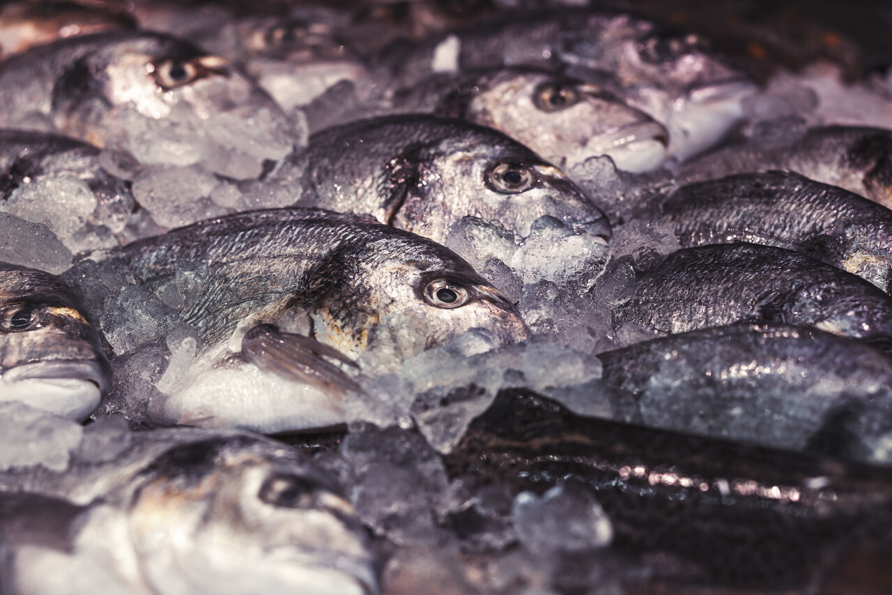 raw uncooked gutted sea bream or dorado fish on ice