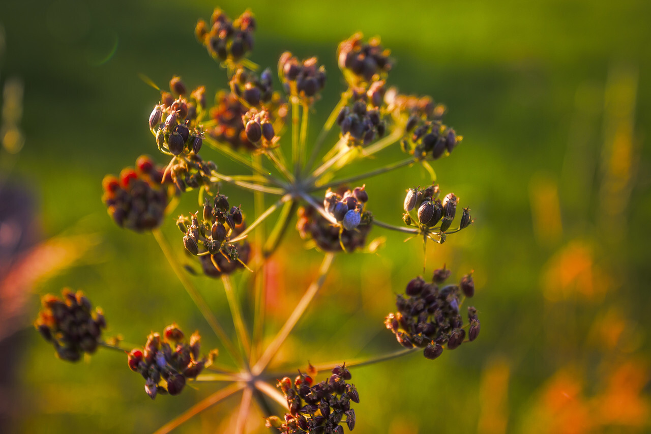 cow parsnip august