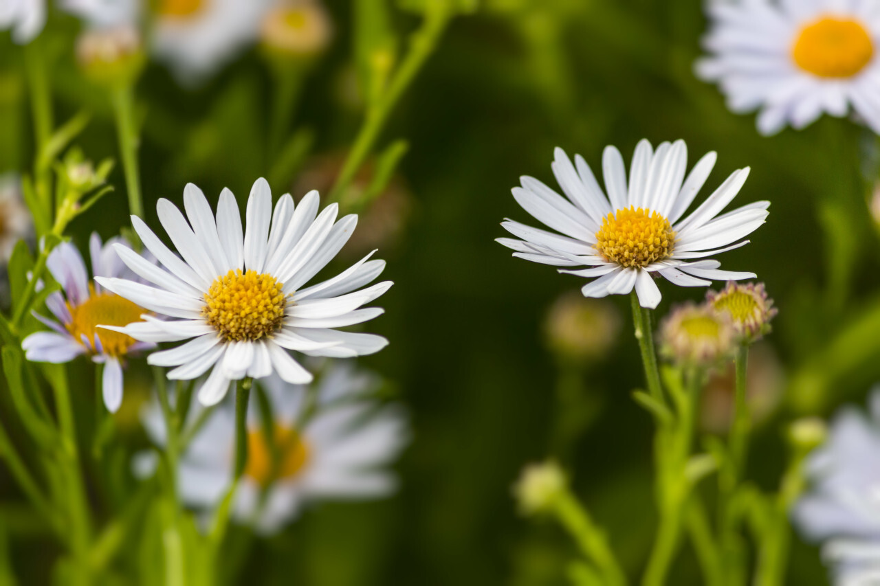 daisies august