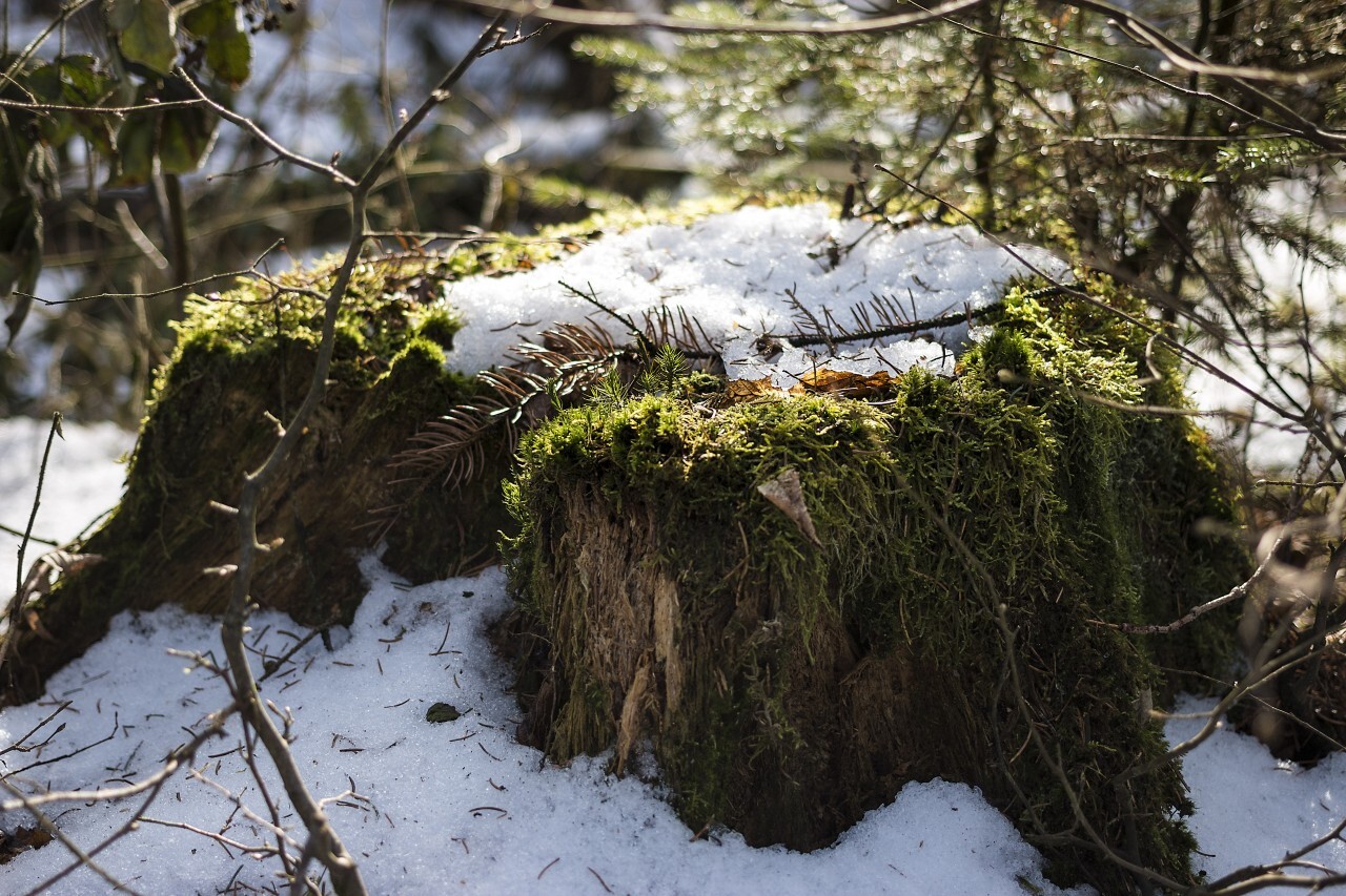 Old tree stump in snow in winter