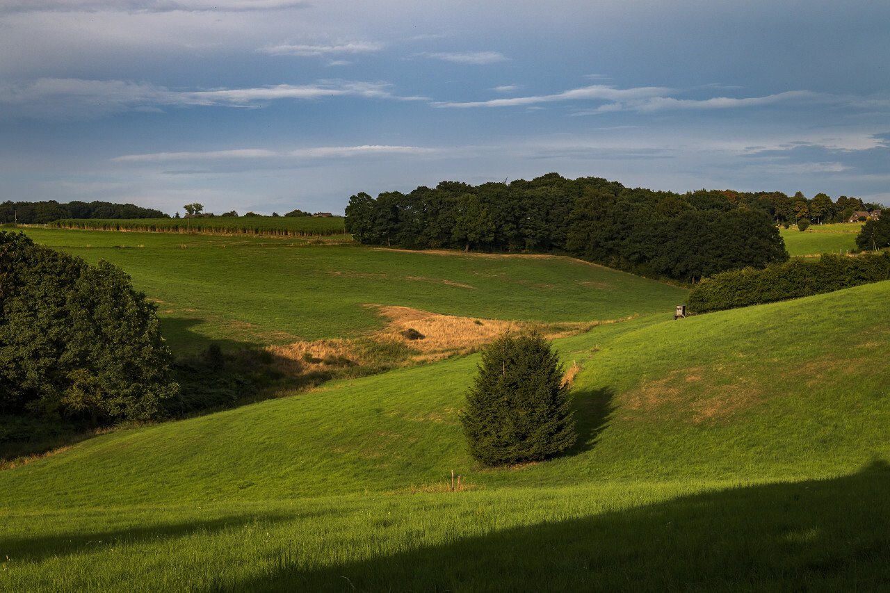 hilly forest landscape focused on lonely tree