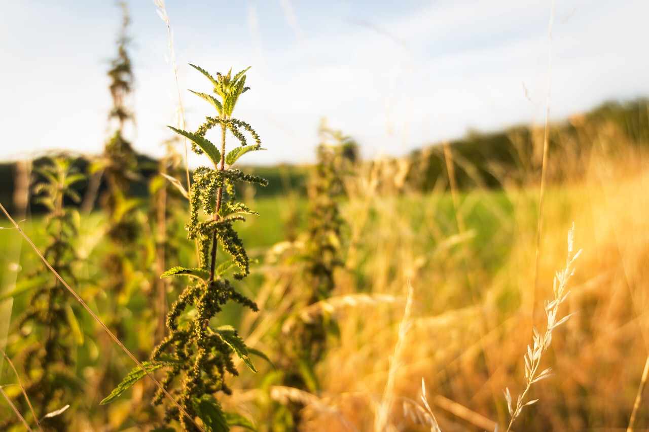 nettles at the edge of the field