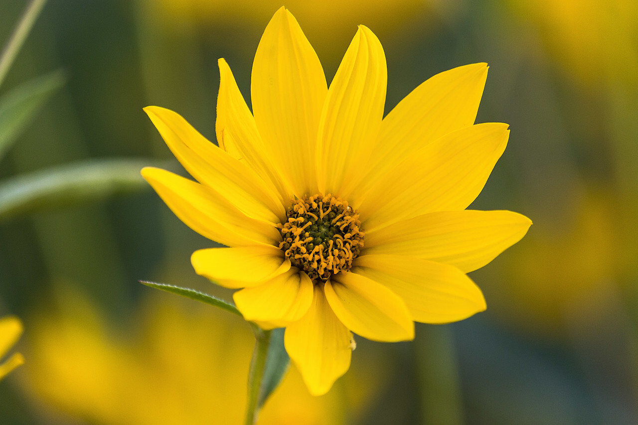 woodland sunflower