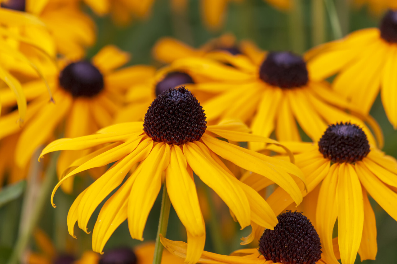 yellow flower rudbeckia fulgida