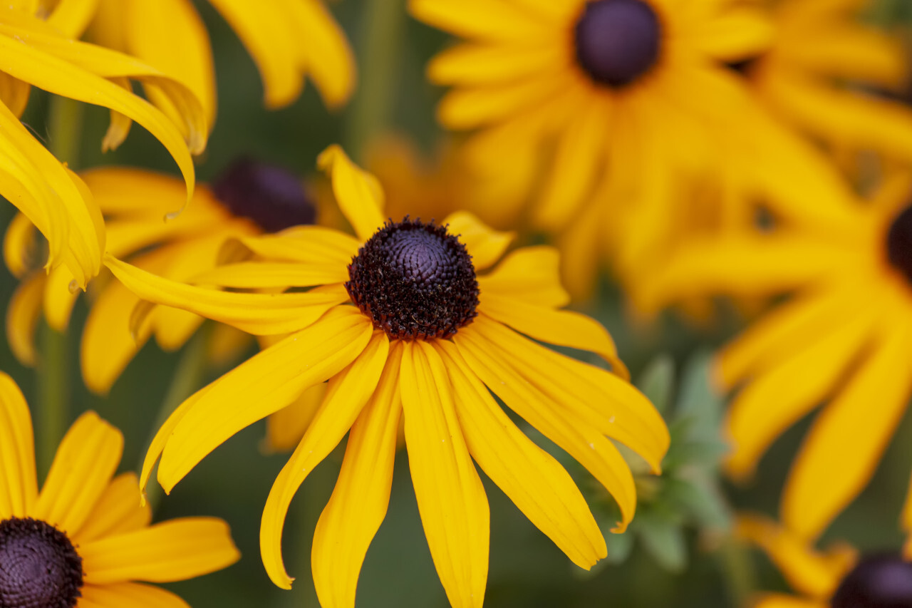 yellow flower rudbeckia fulgida