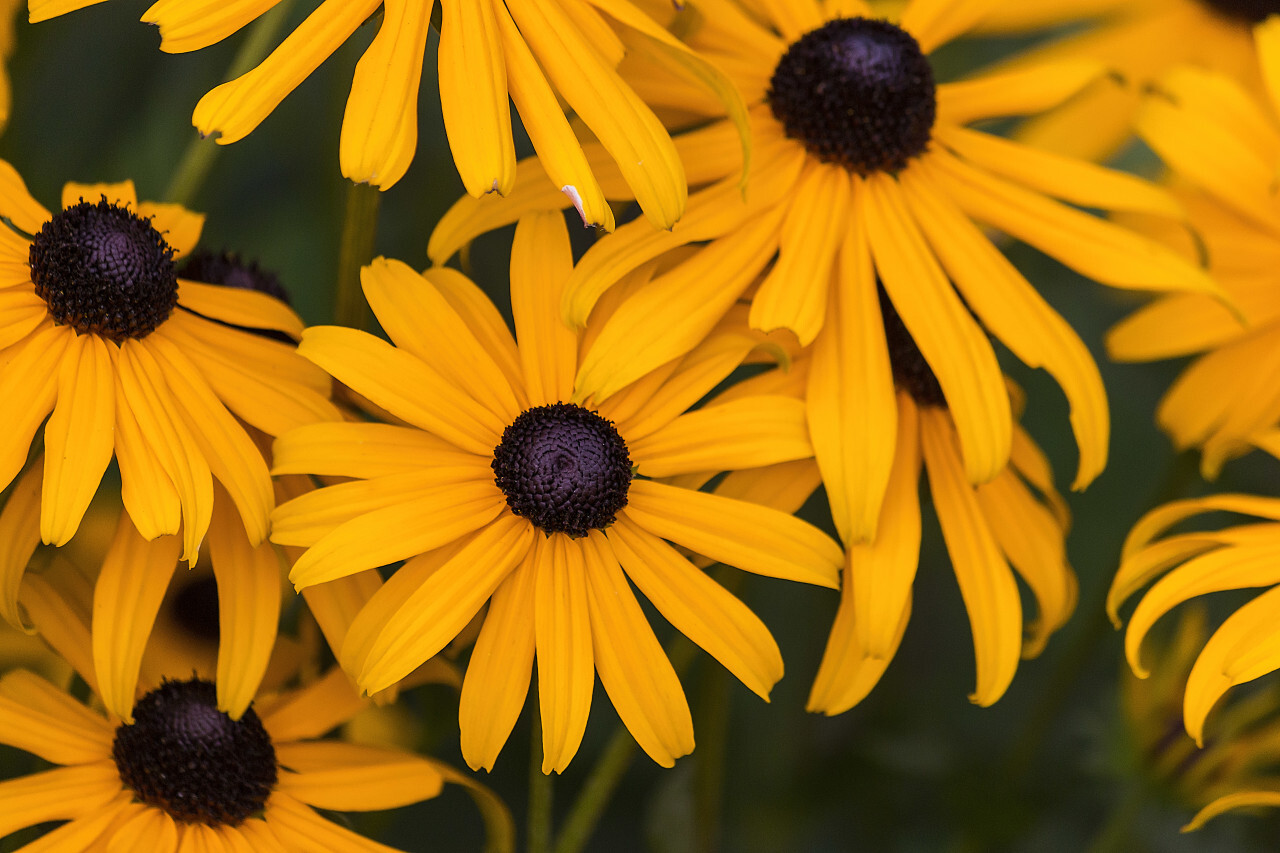 yellow flower rudbeckia fulgida