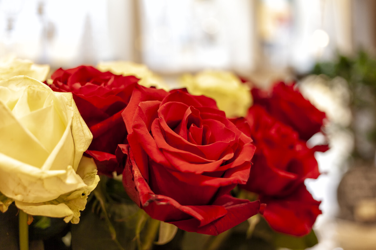 bouquet of red roses in a flower market