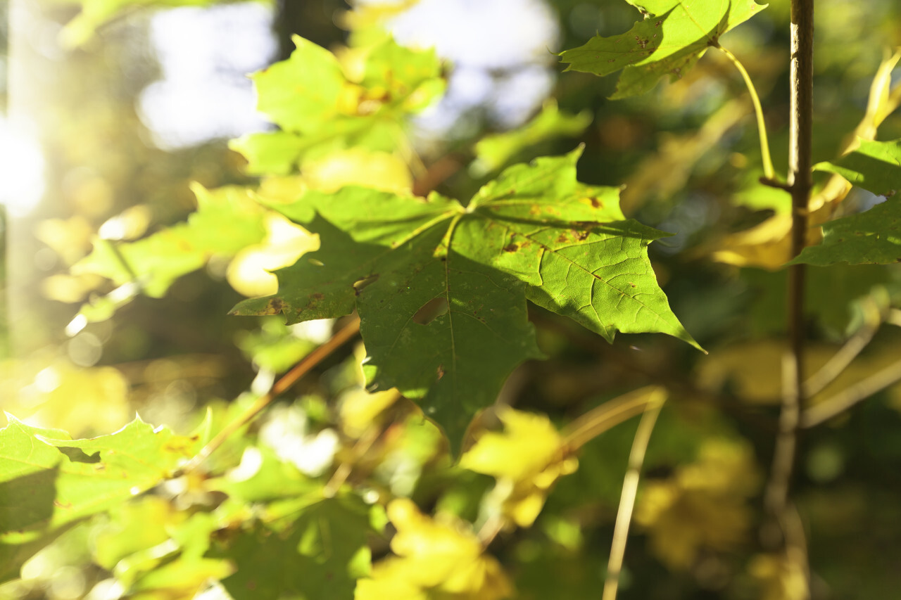 Green maple leaves in autumn