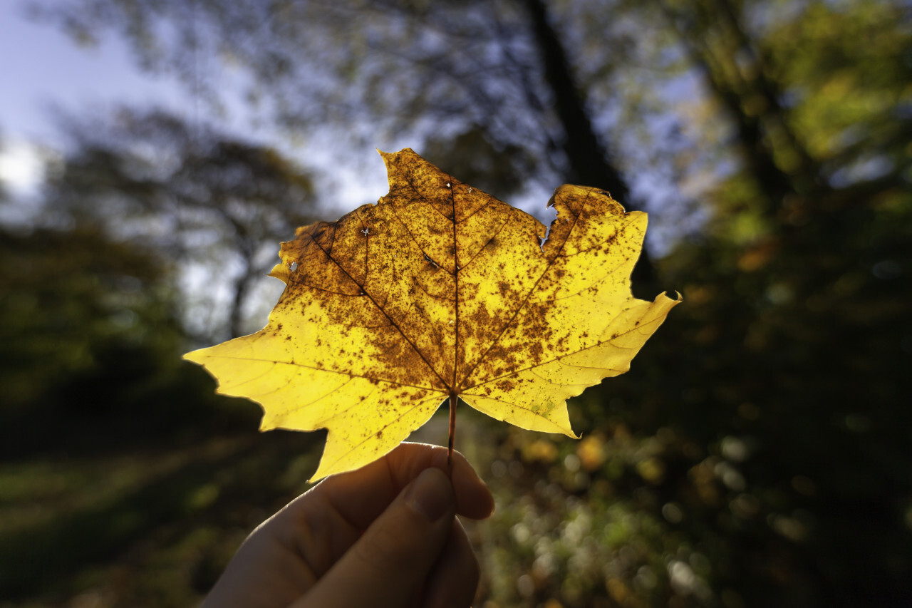 Woman holding fallen maple leaf