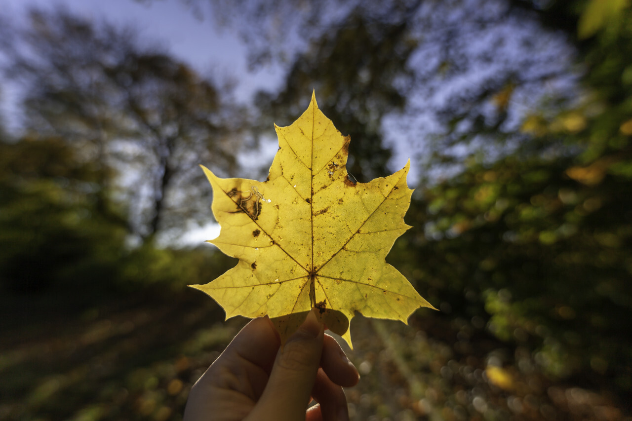 Woman holding fallen leaf