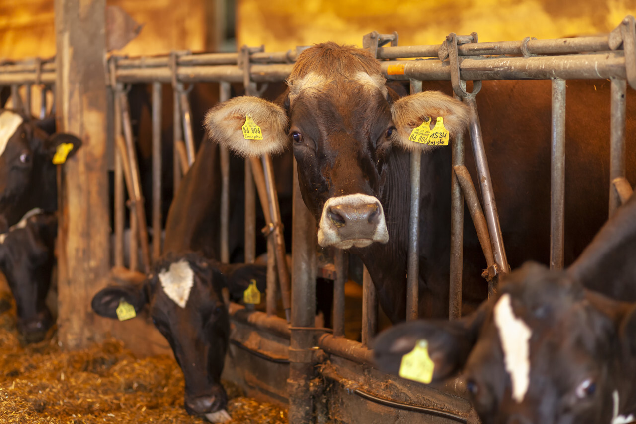 cows on a german farm in a stable