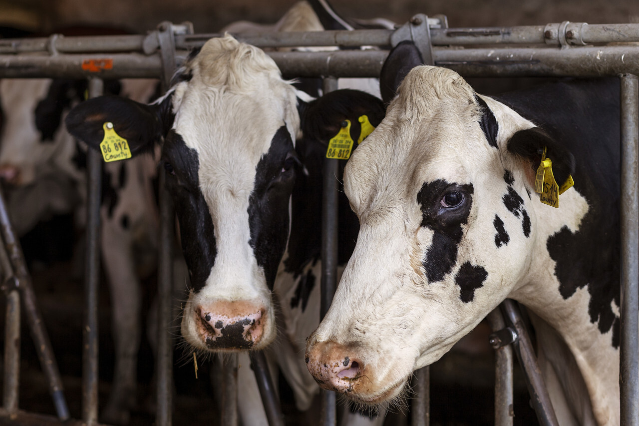 cows in the stable