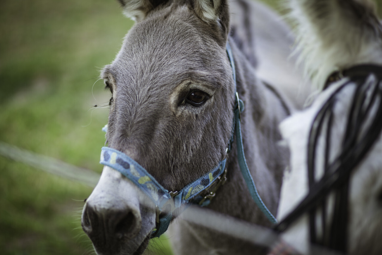 donkey portrait