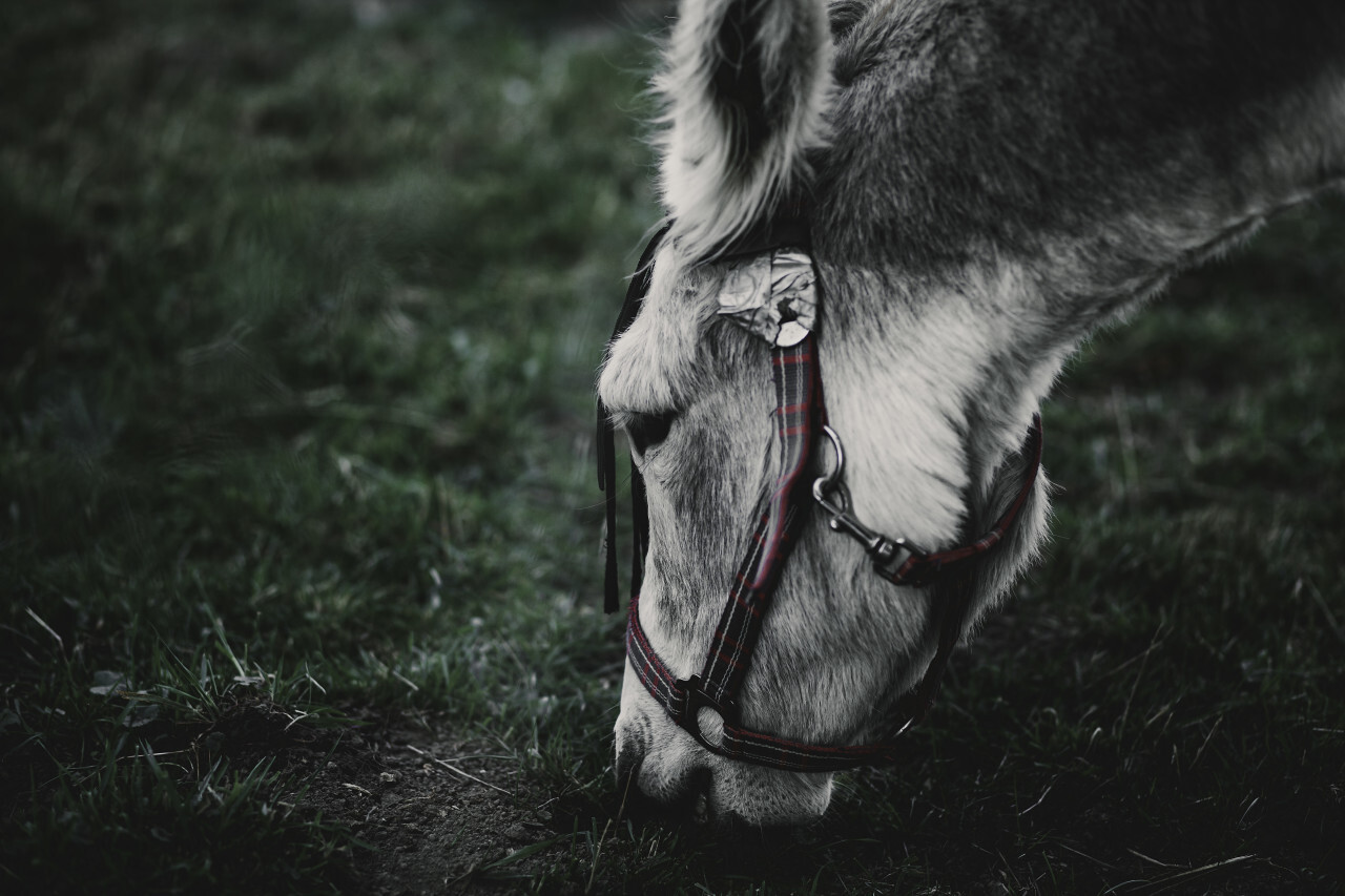 grazing donkey portrait