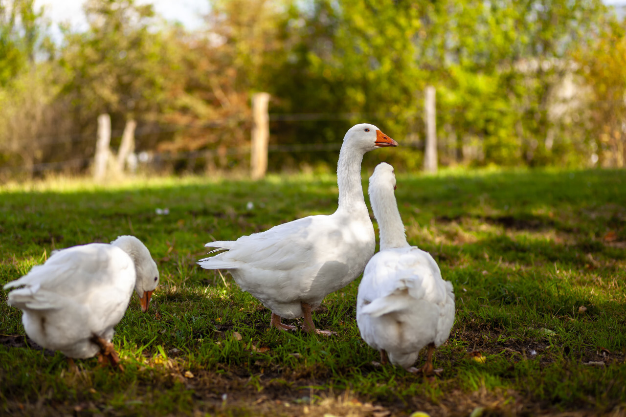 three geese on a meadow