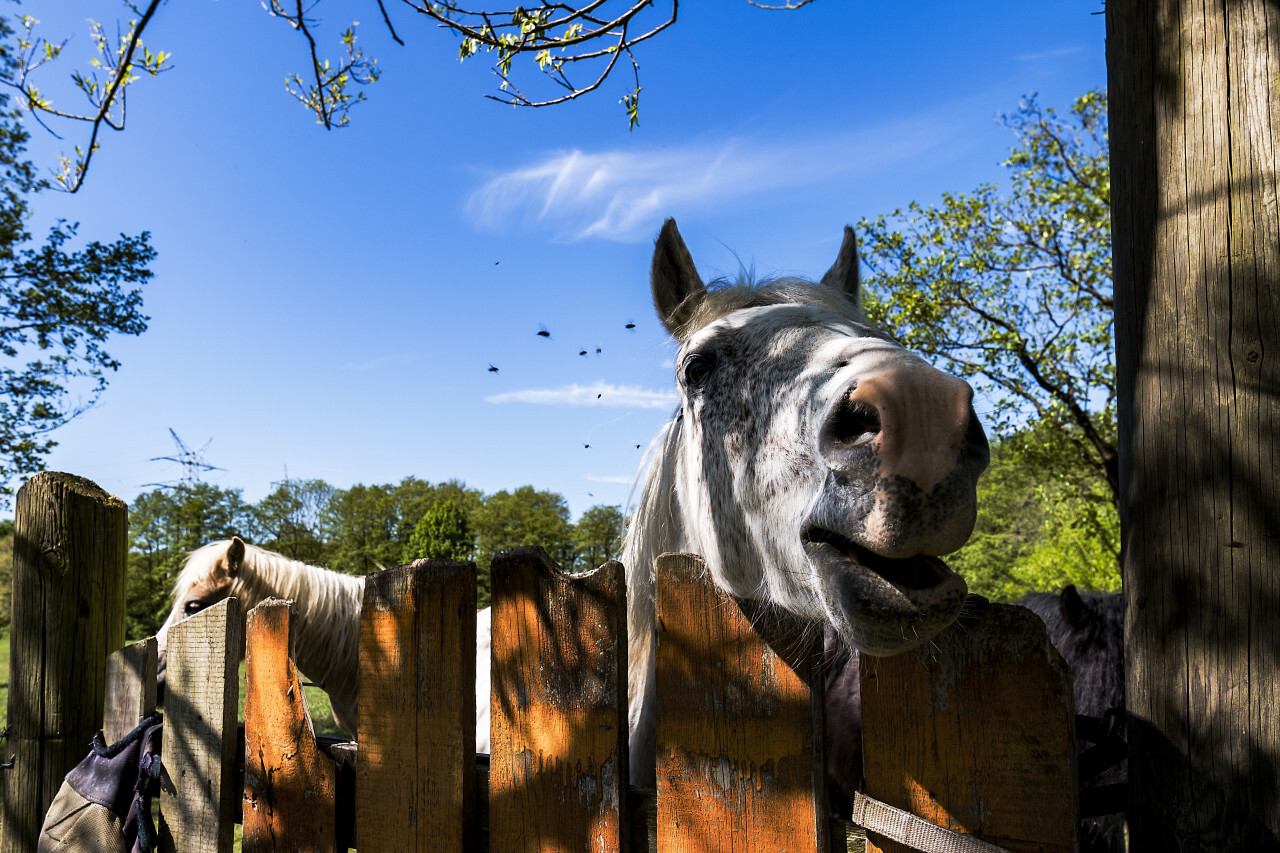 Horse looks over the fence of a farm
