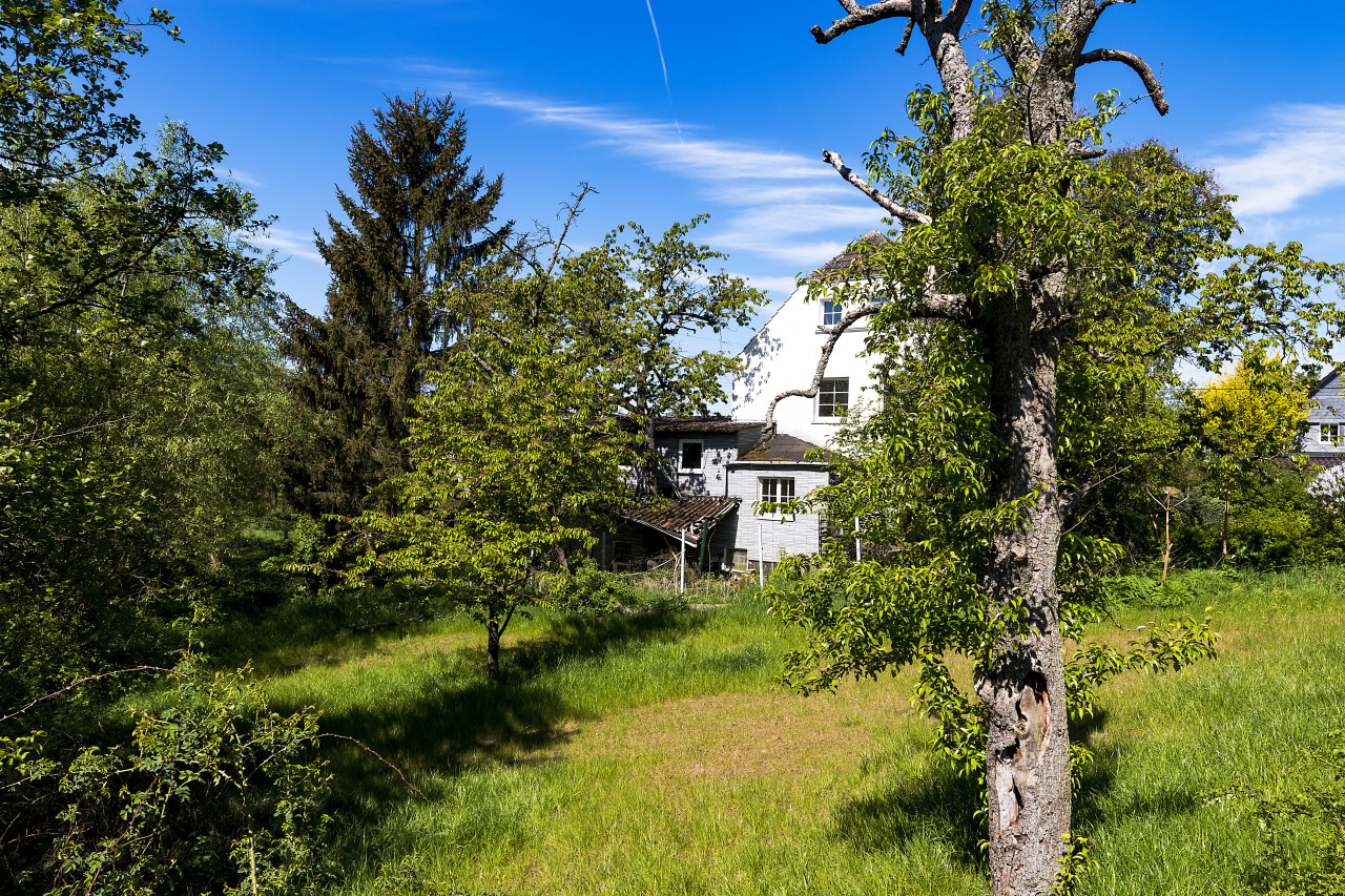 house behind trees