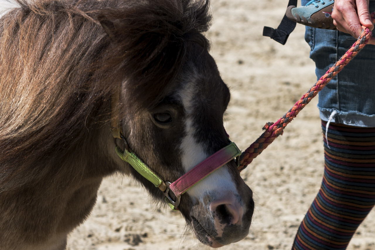 pony on a leash