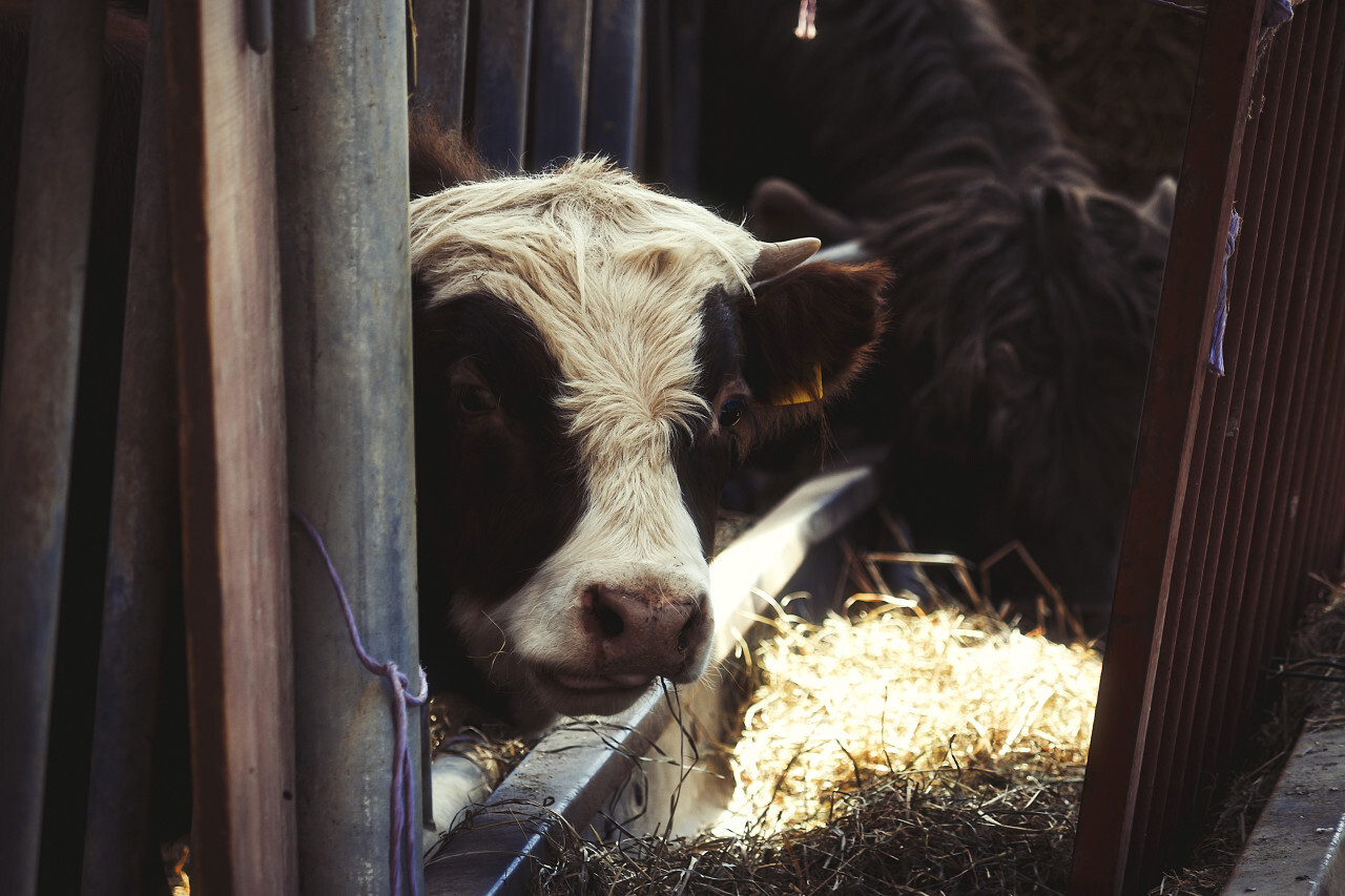 scottish highland calf