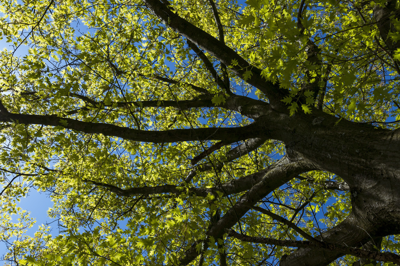 treetop under bluesky